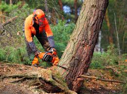 Best Tree Risk Assessment  in Roseville, OH